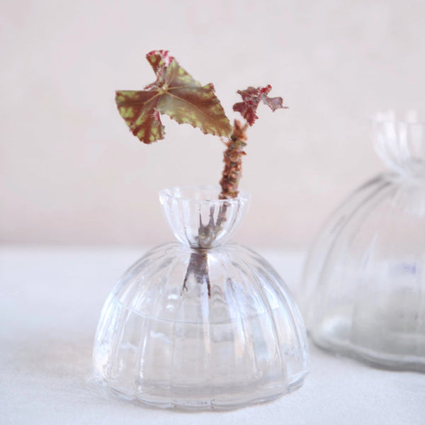 Clear glass vase with a plant on a white background