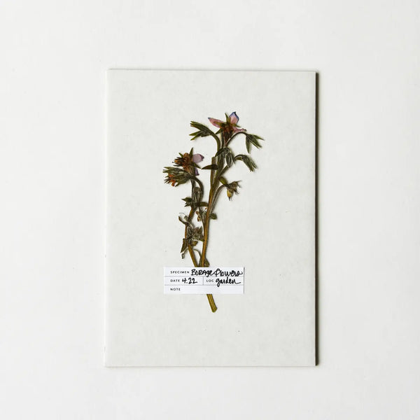 Pressed flower art print on a white background