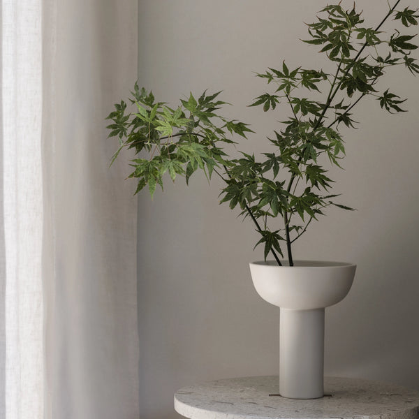 Potted plant on a marble surface with a neutral background