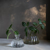 Two clear glass vases with green plants against a dark background