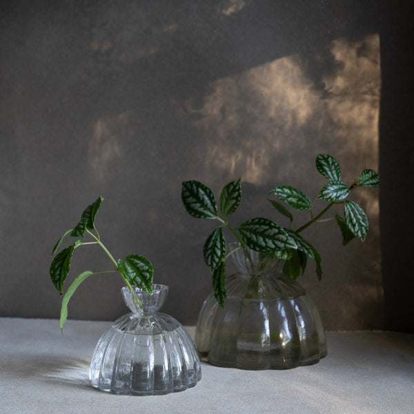 Two clear glass vases with green plants against a dark background