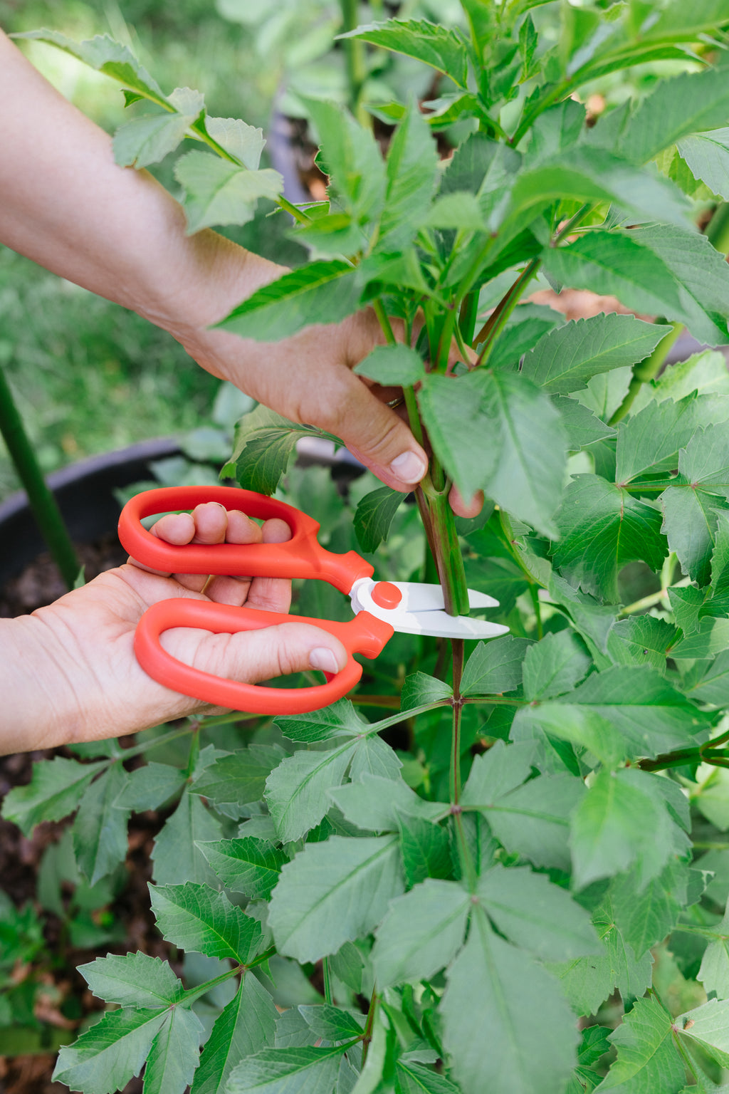 Person using red scissors to trim green leaves