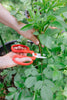 Person using red scissors to trim green leaves