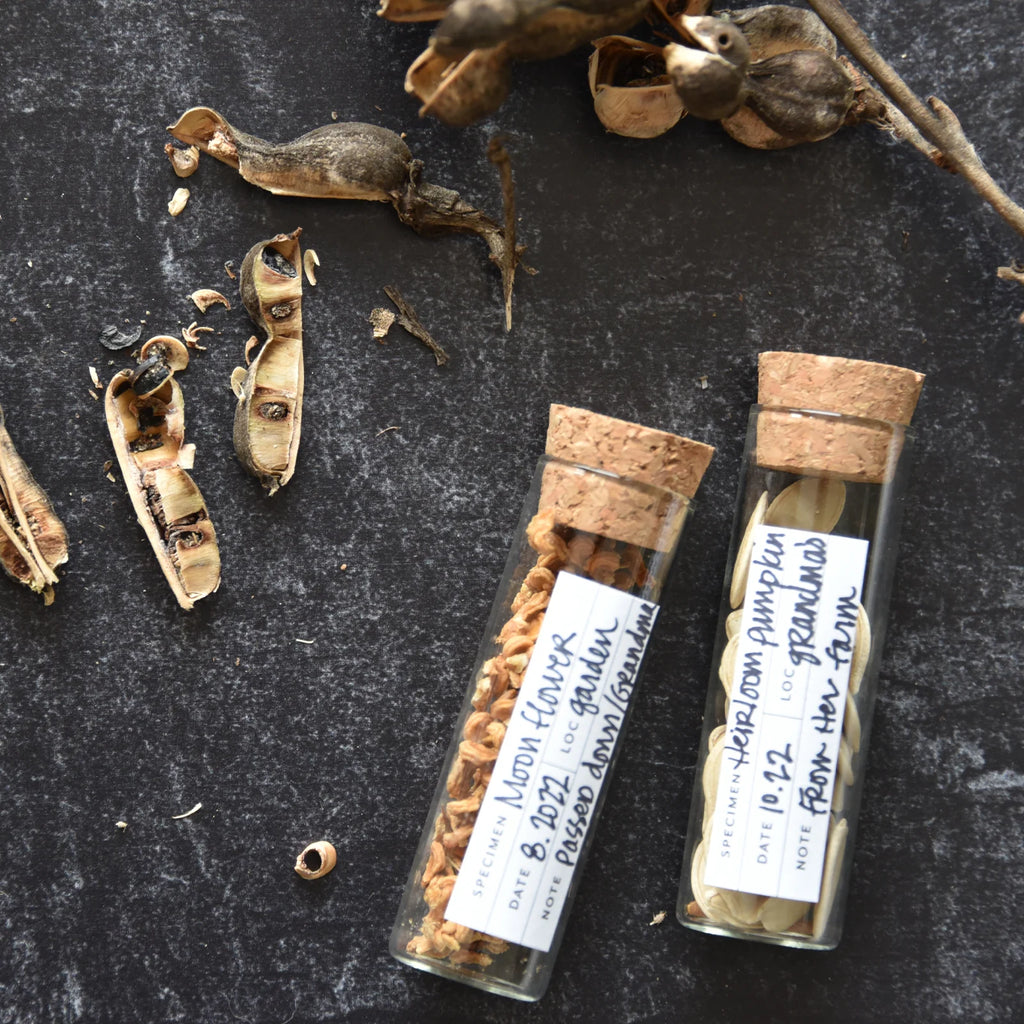 Two glass vials with cork lids containing dried seeds on a dark surface.