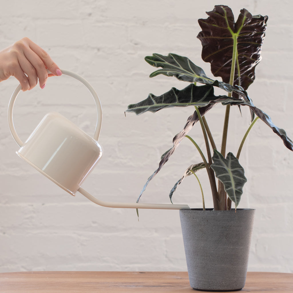 A white stainless steel watering can