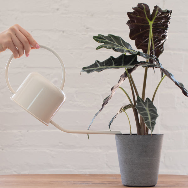 A white stainless steel watering can