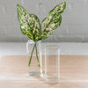unique glass vase - flower vase - glass stem vase - glass vase 