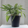 black tin bucket - redecker - plant bucket - tin bucket 